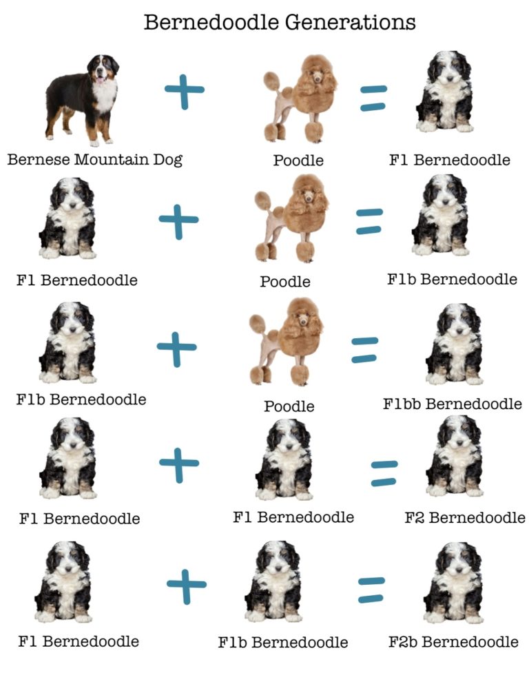 About Bernedoodles Doodles Delight